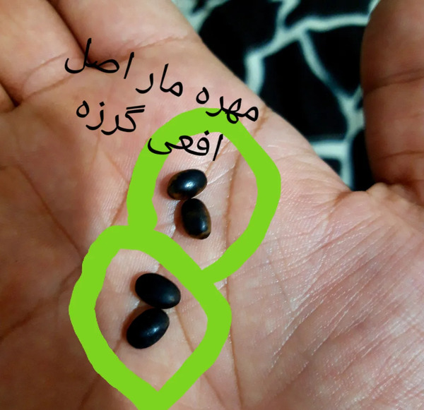عکس مهره مار زنگی
