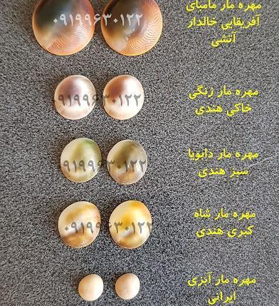 عکس مهره مار زنگی