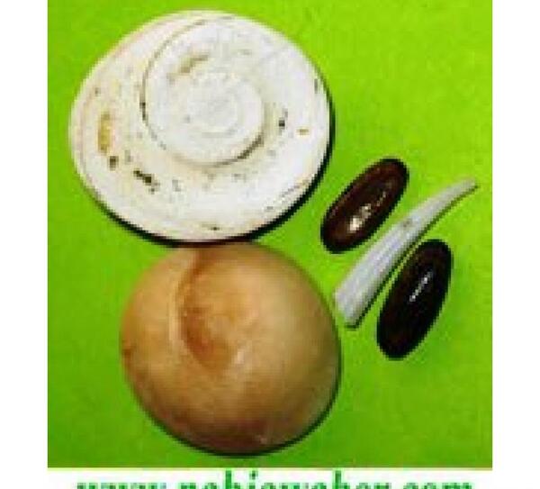 عکس مهره مار زنگی