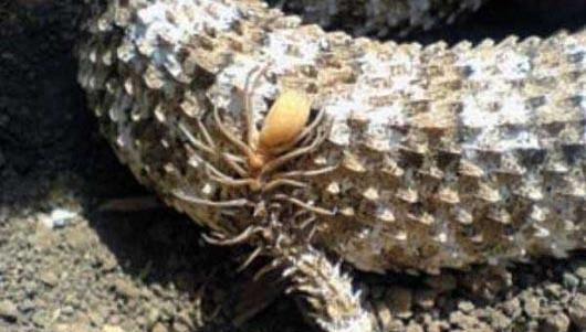 عکس بچه مار زنگی