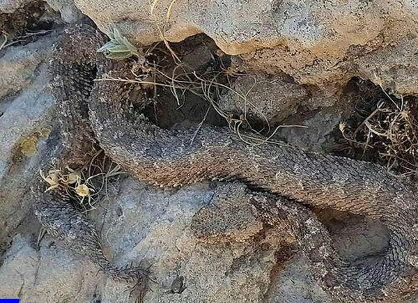 عکس مار دوم عنکبوتی