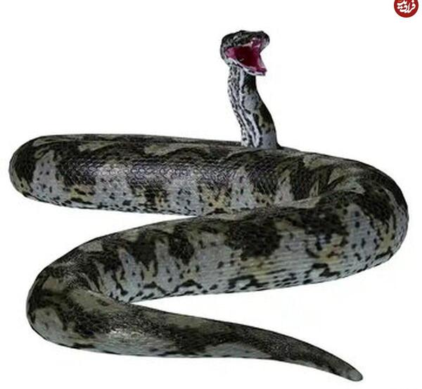 عکس مار سر گنج