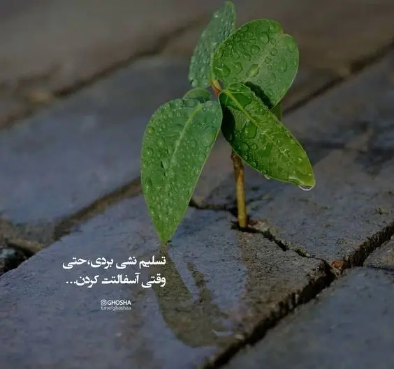 عکس انگیزشی کیوت بدون متن