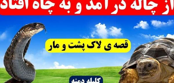 عکس لاک پشت ماری