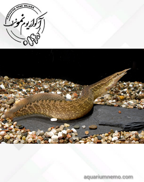 عکس مار ماهی شیشه ای