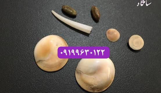 عکس مهره مار مامبای سیاه افریقایی