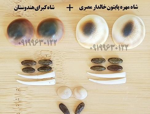 عکس مهره مار مامبای سیاه افریقایی