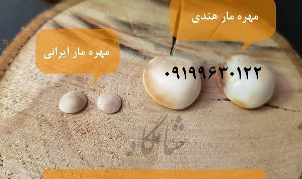 عکس مهره مار مامبای سیاه افریقایی