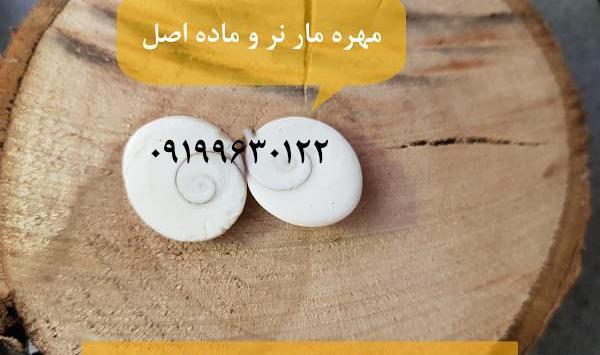 عکس مهره مار مامبای سیاه افریقایی