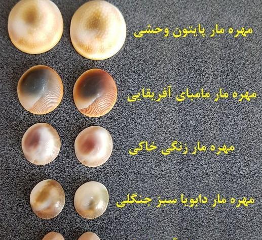 عکس مهره مار مامبای سیاه افریقایی