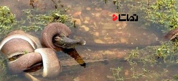 عکس جنگ مار و شیر