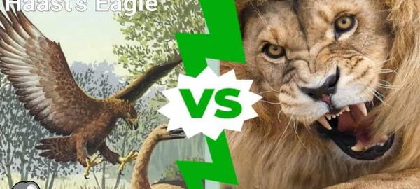 عکس شیر عقابی