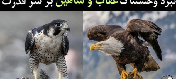 عکس شیر عقابی