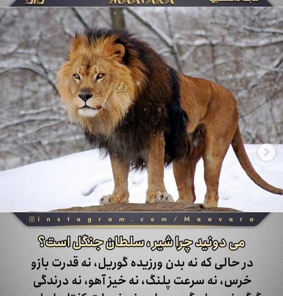 عکس سلطان جنگل خفن
