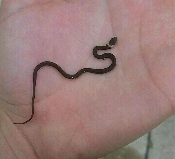 عکس بچه ی مار