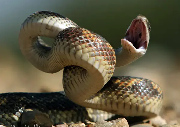 عکس بچه ی مار