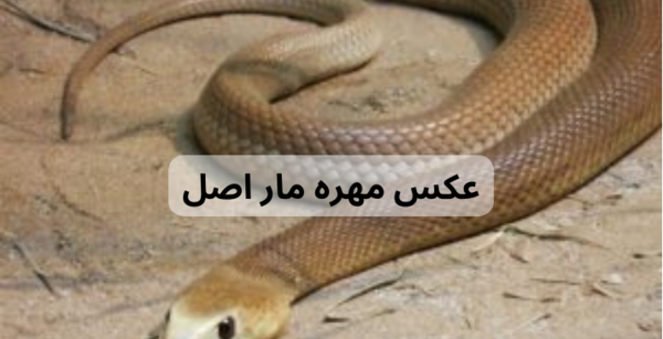 عکس مهره مار نر