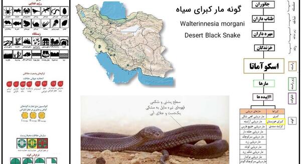 عکس مار افعی مشکی
