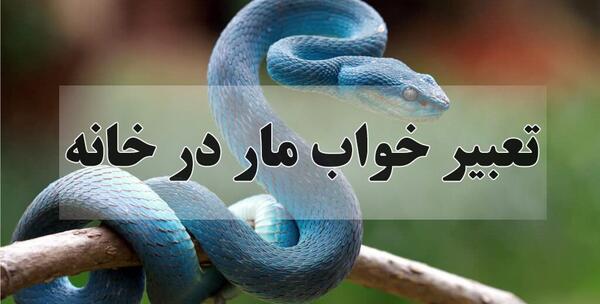 عکس مار سفید مشکی