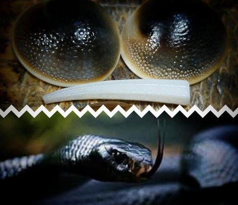 عکس مهره مار مامبای سیاه