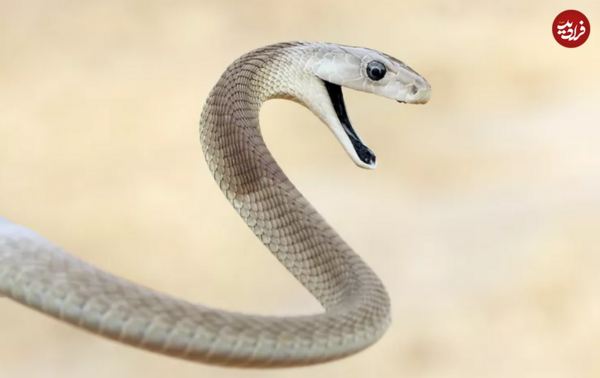 عکس مهره مار مامبای سیاه
