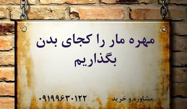 عکس مهره مار مامبای سیاه