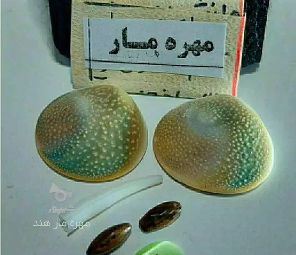 عکس مهره مار مامبای سیاه