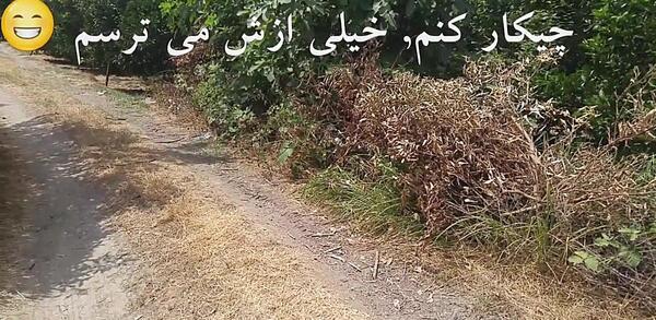 عکس مار پی پی لوس