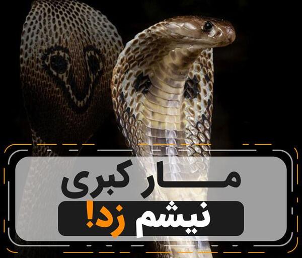 عکس مار محافظ گنج