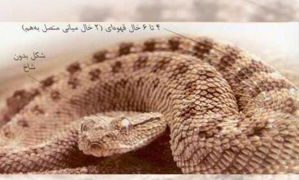 عکس مار شاخدار سفید