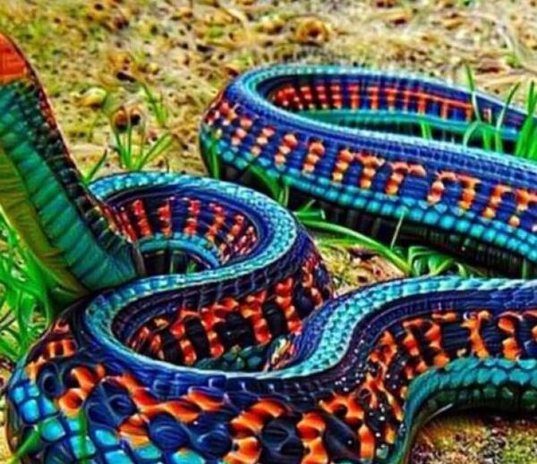 عکس بزرگترین مار در سد کرج