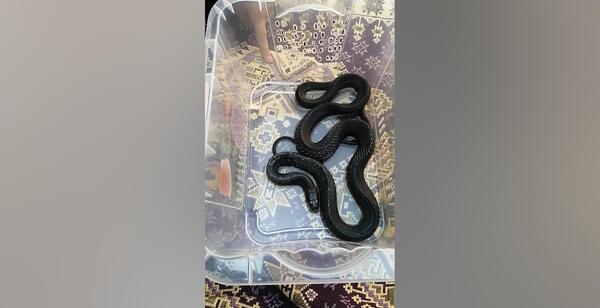 عکس مار سلر مازندران