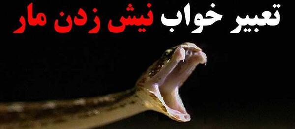 عکس مار سبز و سیاه