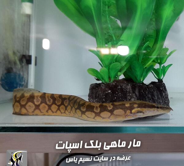عکس مار سبز و سیاه