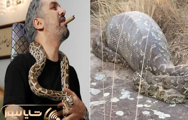 عکس مار زرد مهران مدیری