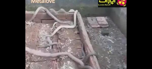 عکس مار تو قبر
