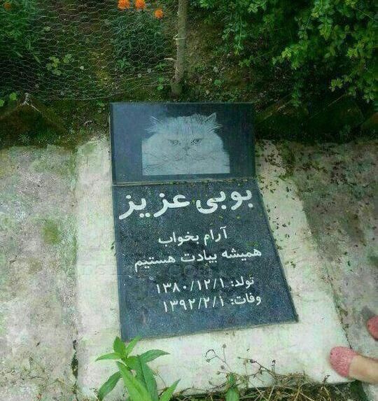 عکس مار تو قبر