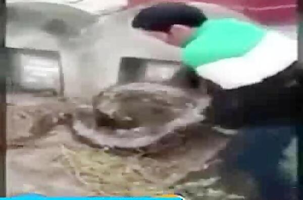 عکس مار تو قبر