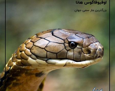 عکس مار جهانی