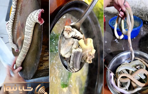 عکس مار خوردن چینی ها