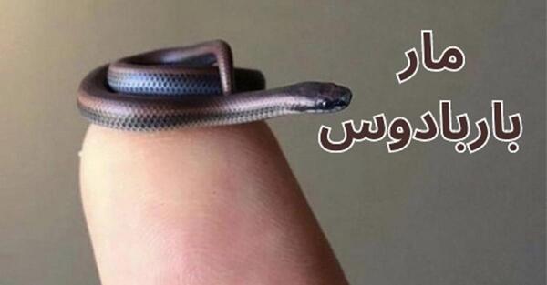 عکس کوچک ترین مار جهان