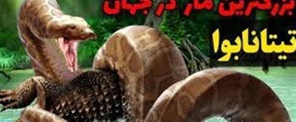 عکس بزرگترین مار جهان تیتانوبوآ