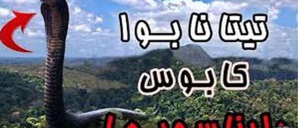 عکس مار پیتون در سد کرج