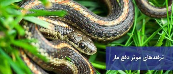 عکس مار که داره آدم میخوره