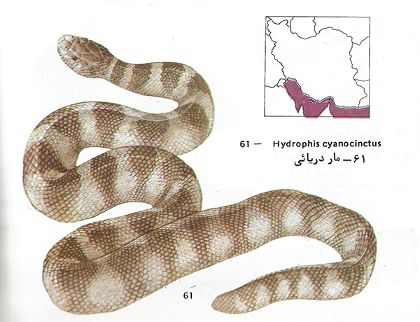 عکس مار آبی چلیپر