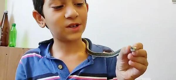 عکس مار آبی چلیپر