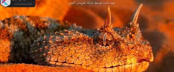 عکس مار افعی ترسناک واقعی