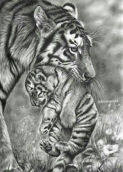 عکس نقاشی سیاه قلم ببر