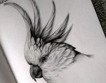 عکس نقاشی سیاه قلم پرنده ساده
