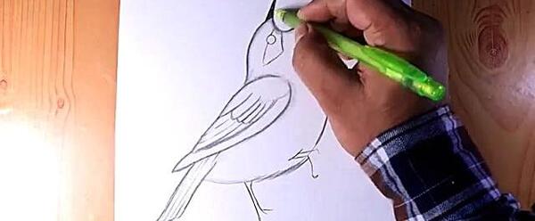 عکس نقاشی سیاه قلم پرنده ساده